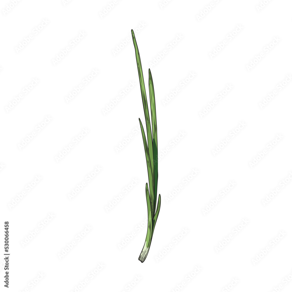 Hand drawn long green sprouts of onion sketch style Hand drawn long green sprouts of onion sketch style