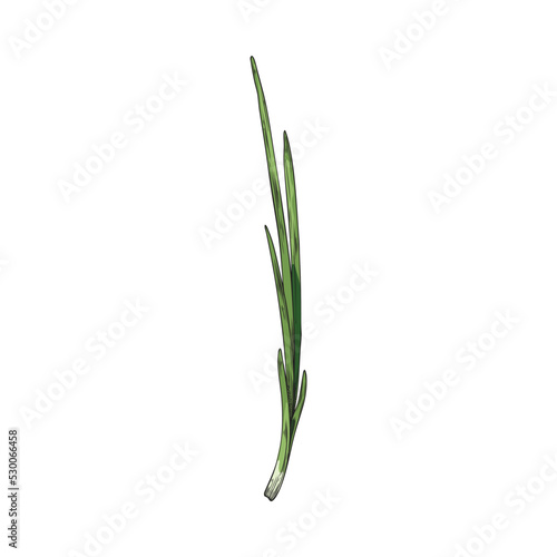 Hand drawn long green sprouts of onion sketch style
