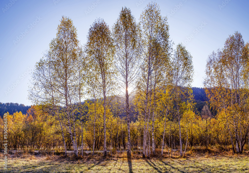 Autumn morning. The sun shines through the trees. Backlight, blue sky. Autumn morning. The sun shines through the trees. Backlight, blue sky.