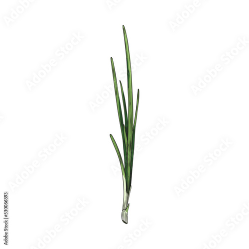 Spring onion with engraving  hand drawn sketch vector illustration isolated on white background.