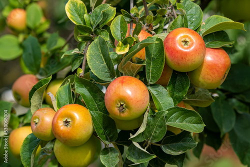 King of the Pippins - Apple 