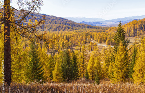 View of autumn nature. Picturesque valley, yellow trees.