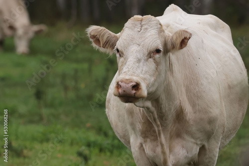 Chraolais cow watching road