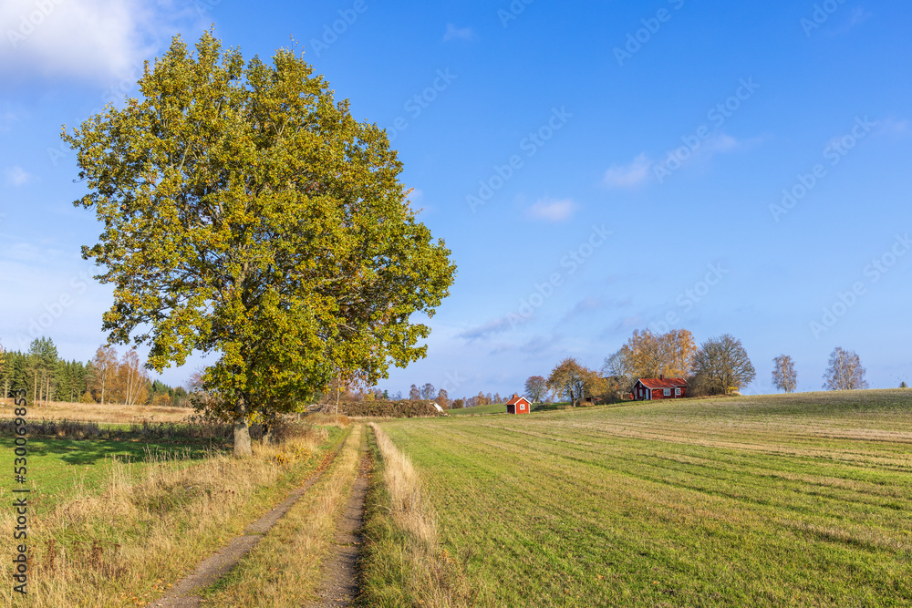 Fototapeta premium Dirt road to cottage on a hill in a beautiful autumn landscape