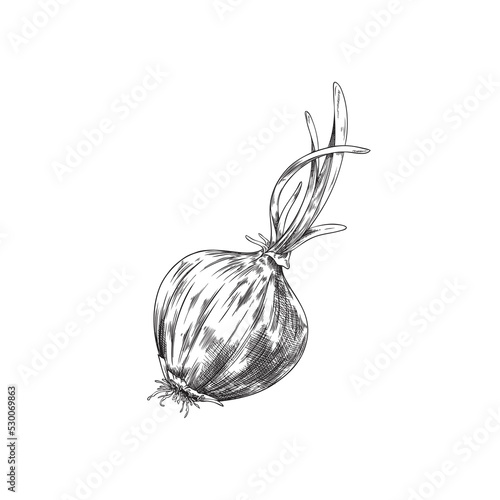 Hand drawn monochrome onion sketch style, vector illustration