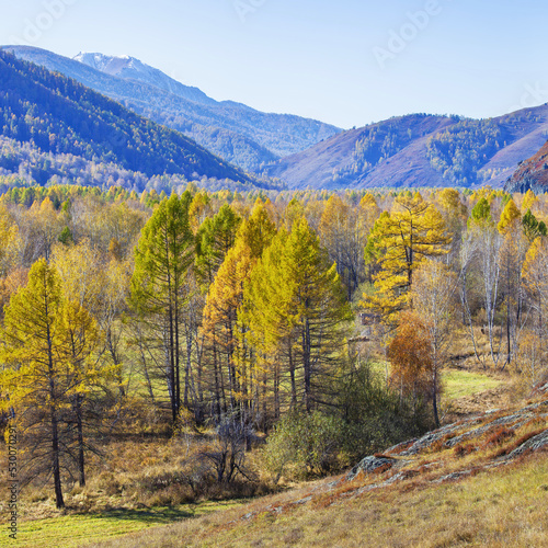 View of autumn nature. Picturesque valley, yellow trees.