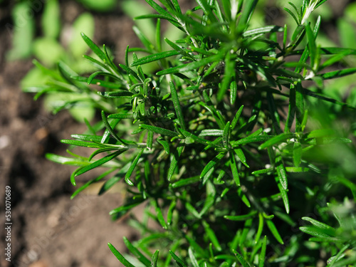 A Rosemary growing in the garden