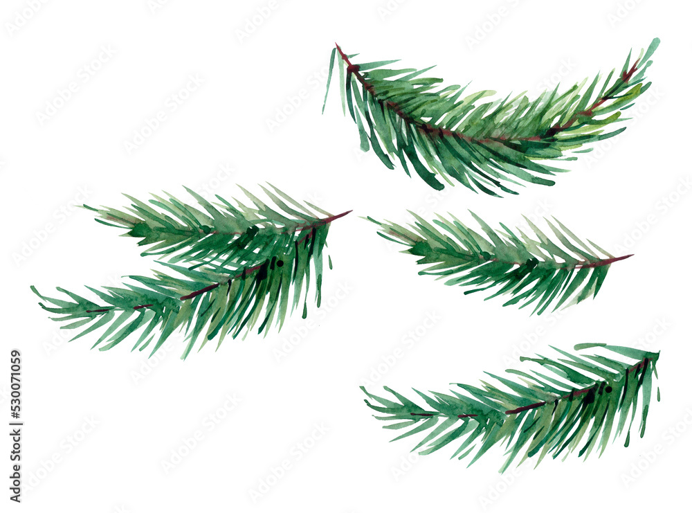 Fototapeta premium Watercolor designer elements set collection of green natural forest pine christmas tree needles branches greenery hand drawn in watercolor style. Decorative winter seasonal editable