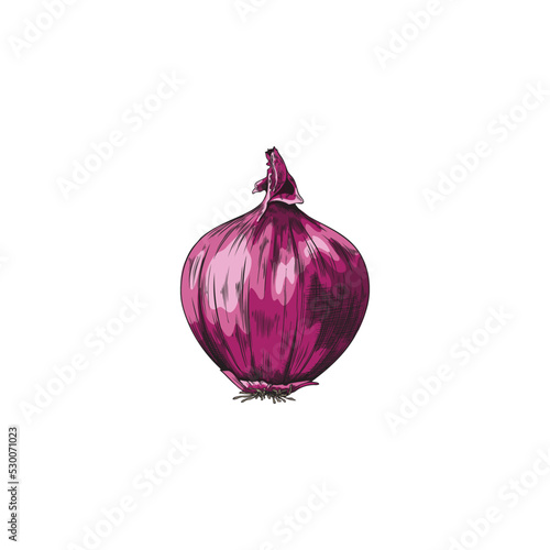Hand drawn whole red onion sketch style, vector illustration