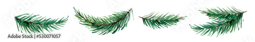 Fotografija watercolor illustration of a branch of spruce, pine, fir-tree, isolated objects,
