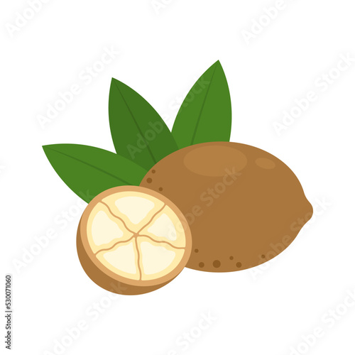 Cupuacu whole fruit and half isolated on white background. Theobroma grandiflorum, cupuaçu, cupuassu, cupuazú, cupu assu or copoasu icon. Vector illustration of tropical fruits in flat style.