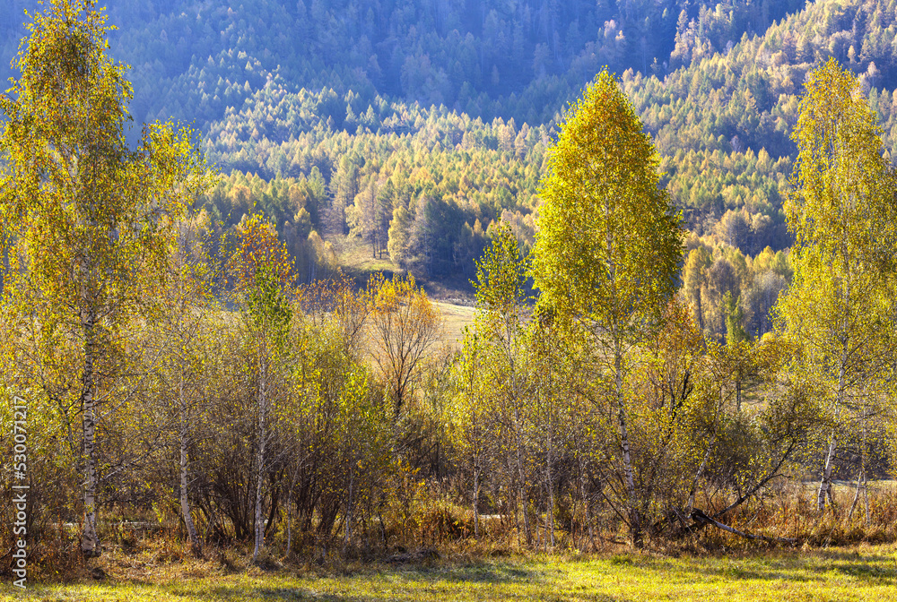 View of autumn nature, forest and mountains
