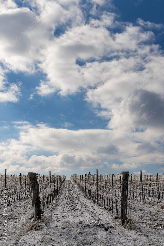 Winter vineyard near Mikulov, Palava region, Southern Moravia, Czech Republic Winter vineyard near Mikulov, Palava region, Southern Moravia, Czech Republic