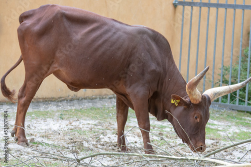 The Watussirind or Ankolerind is a breed of domestic cattle in East Africa. It was created by crossing ancient Egyptian longhorn cattle with humpback cattle, also known as zebus. photo