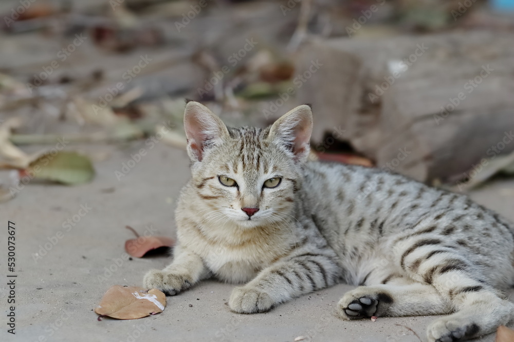 tabby cat baby sitting outside nature and looking at camera tabby cat baby sitting outside nature and looking at camera