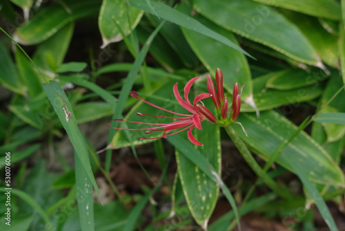 9月半ばに彼岸花が咲き出した