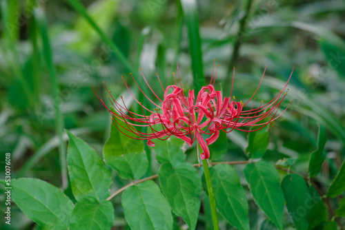 9月半ばに彼岸花が咲き出した