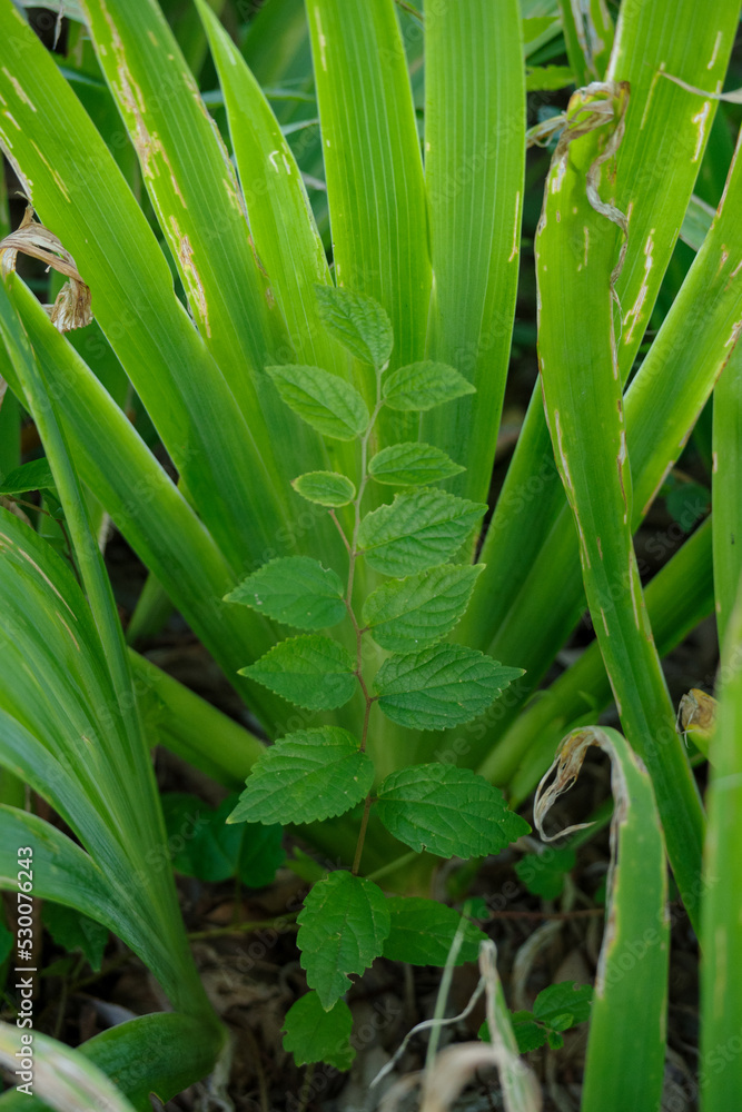 Obraz premium 青々とした植物