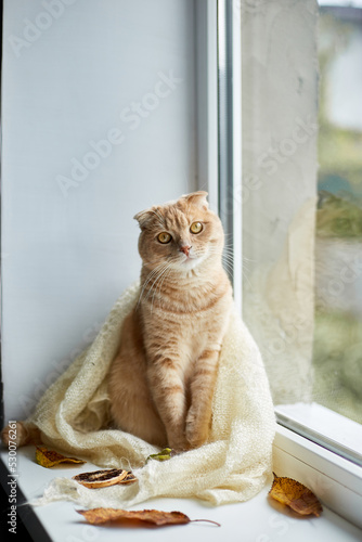 Scottish fold ginger cat lying on windowsill at home, Autumn lazy weekend cat at home.