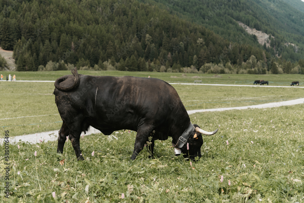 Mucca Mucca
