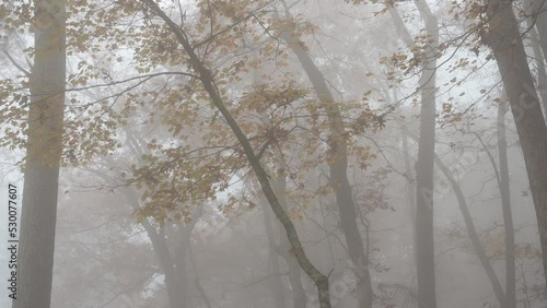 Foggy misty soft light dreary morning Fall forest 