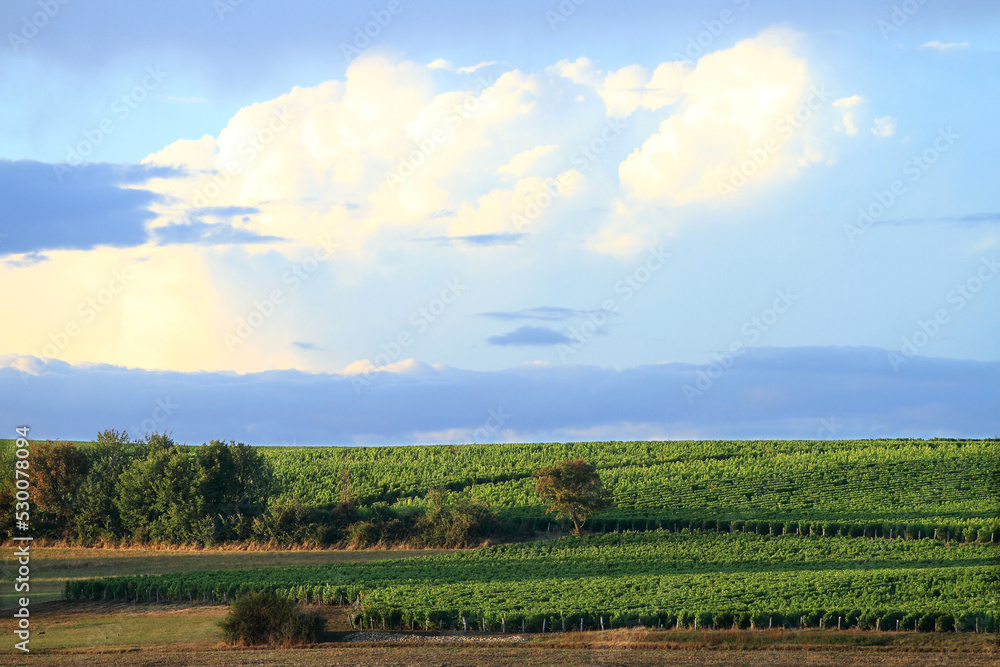 vignes de Pouilly sur Loire