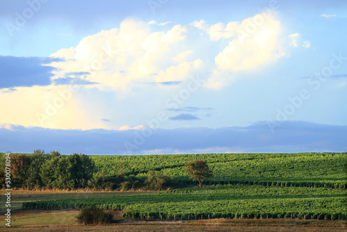 vignes de Pouilly sur Loire