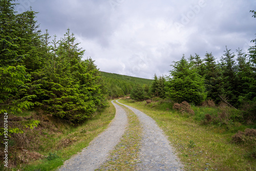 road in the forest © Ricardo