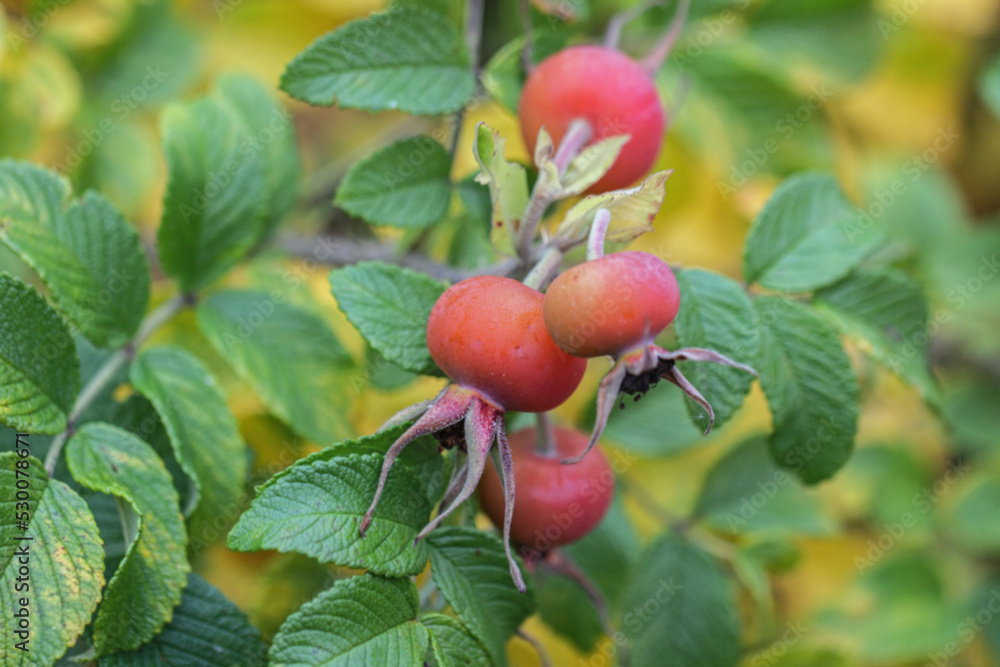 Real scarlet rosehip fruits on bush Real scarlet rosehip fruits on bush