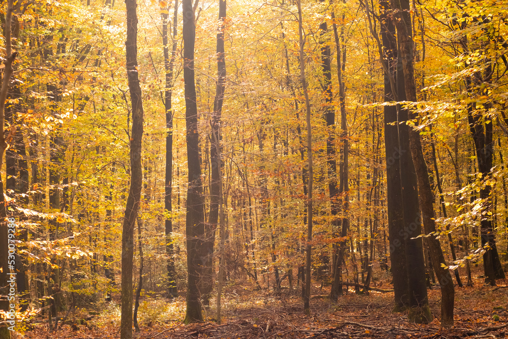 Fototapeta premium beech forest in autumn with its pretty golden colors