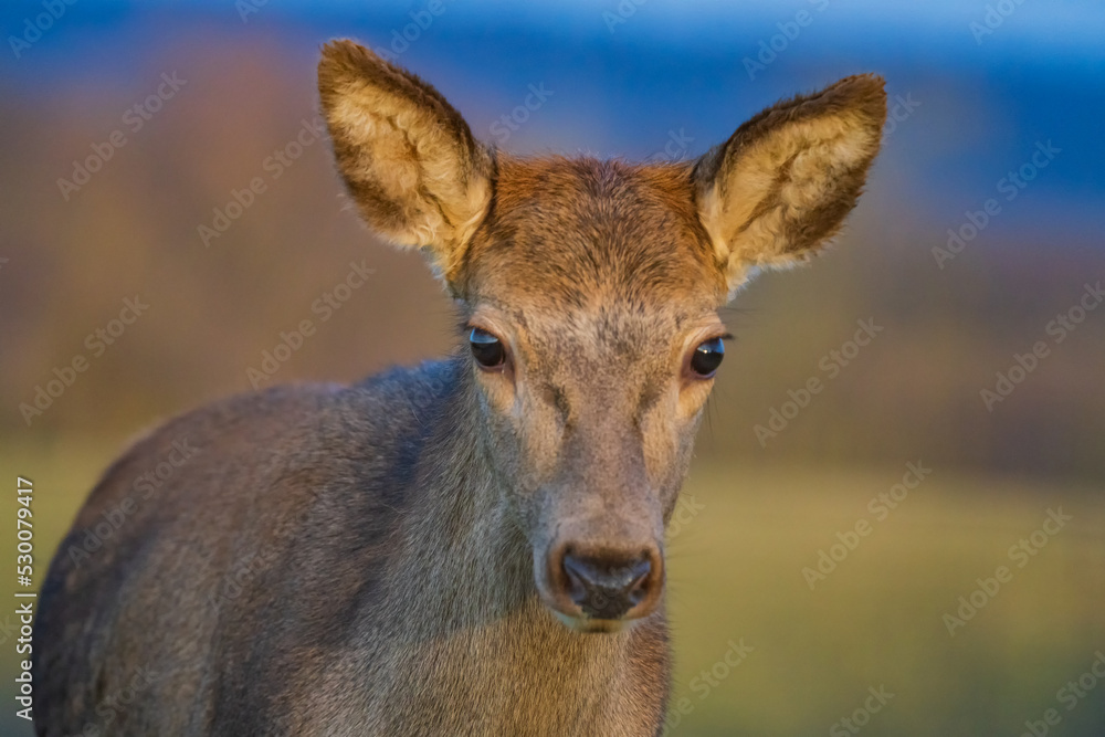 Deer or true deer are hoofed ruminant mammals forming the family Cervidae. Deer or true deer are hoofed ruminant mammals forming the family Cervidae.