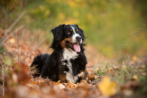 Fotografi bernese mountain dog in fall nature