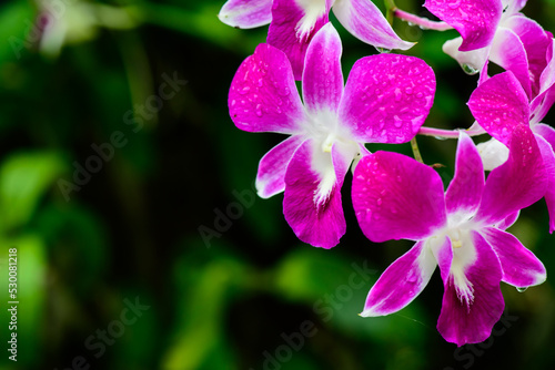 Purple fresh Orchids flowers in garden