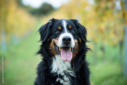 bernese mountain dog portrait photo