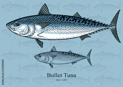 Bullet Tuna. Vector illustration with refined details and optimized stroke that allows the image to be used in small sizes (in packaging design, decoration, educational graphics, etc.)