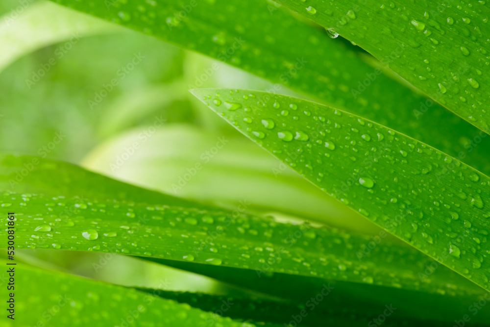 abstract stunning green leaf texture, tropical leaf foliage nature dark green background abstract stunning green leaf texture, tropical leaf foliage nature dark green background