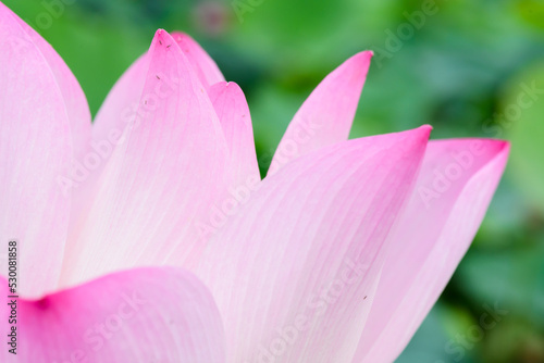close up of lotus flower in the garden