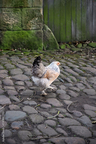 Wallpaper Mural A free range farm chicken stepping across an old cobbled farm yard. Torontodigital.ca