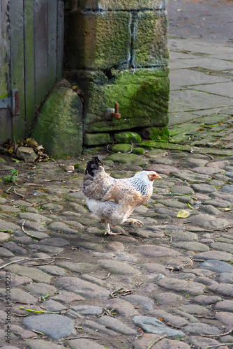 Wallpaper Mural A fat brown and white hen walking across a cobbled farmyard. Torontodigital.ca