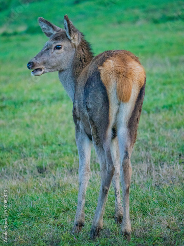 Deer or true deer are hoofed ruminant mammals forming the family Cervidae.