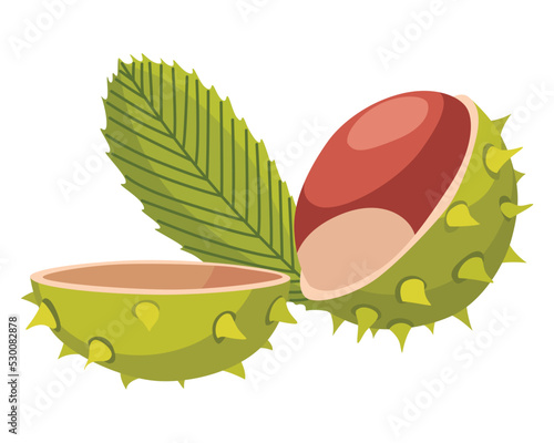 Chestnuts cracked shell with prickles. Vector illustration. Design element for poster, packaging, banner and wrapping paper