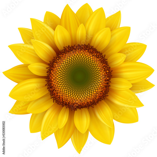Fototapeta Naklejka Na Ścianę i Meble -  Sunflower flower isolated, 3D icon illustration.