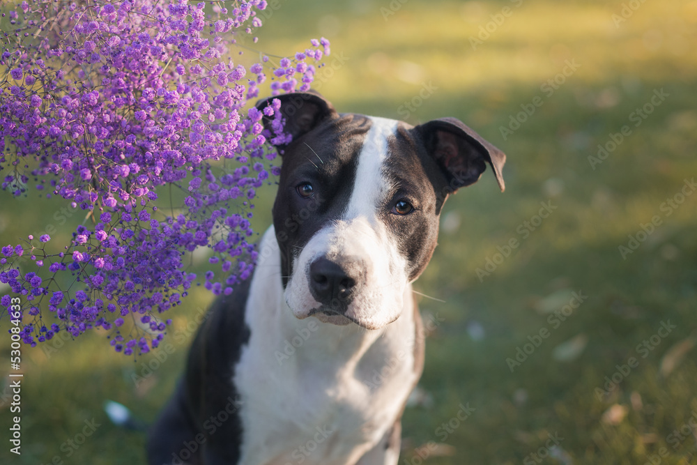 portrait of a dog with flowers