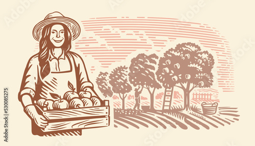 Woman with box of apples. Apple orchard, people harvesting.