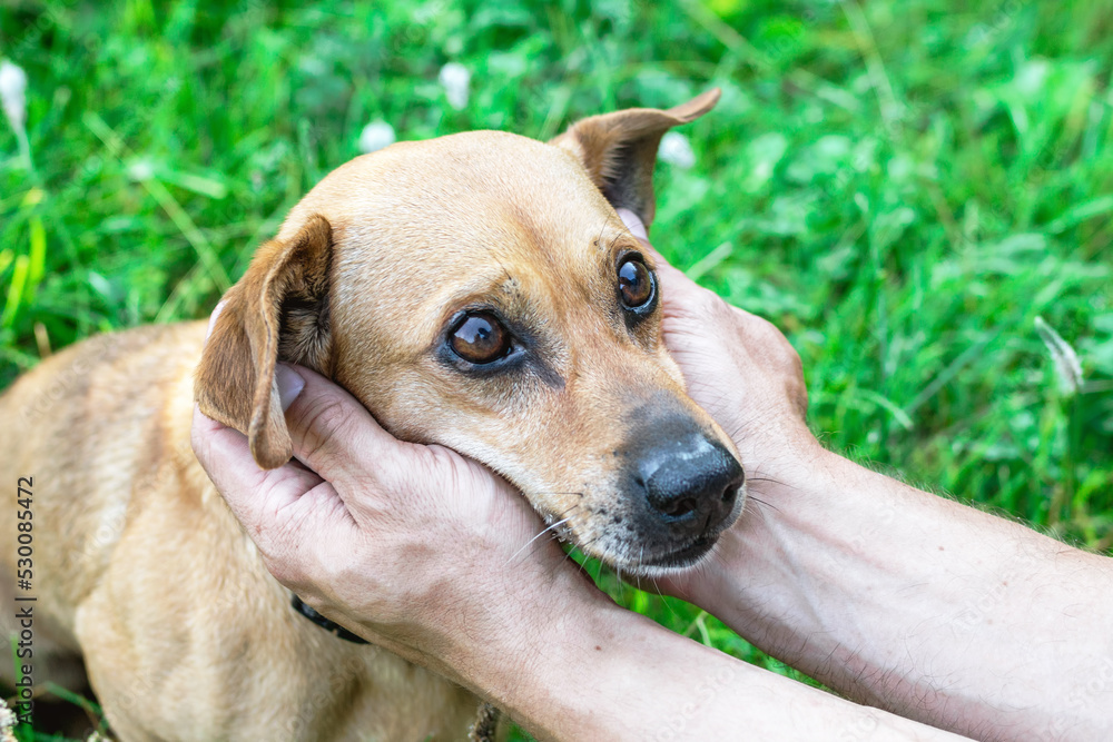 Owner holding dog's face in hands with great love and care. Owner holding dog's face in hands with great love and care.