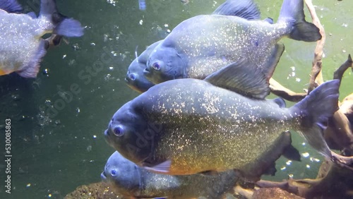 beautiful underwater world, fish and fauna