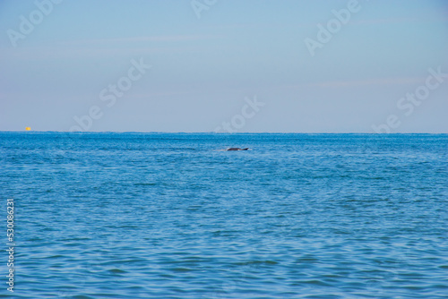  dolphin on the big sea