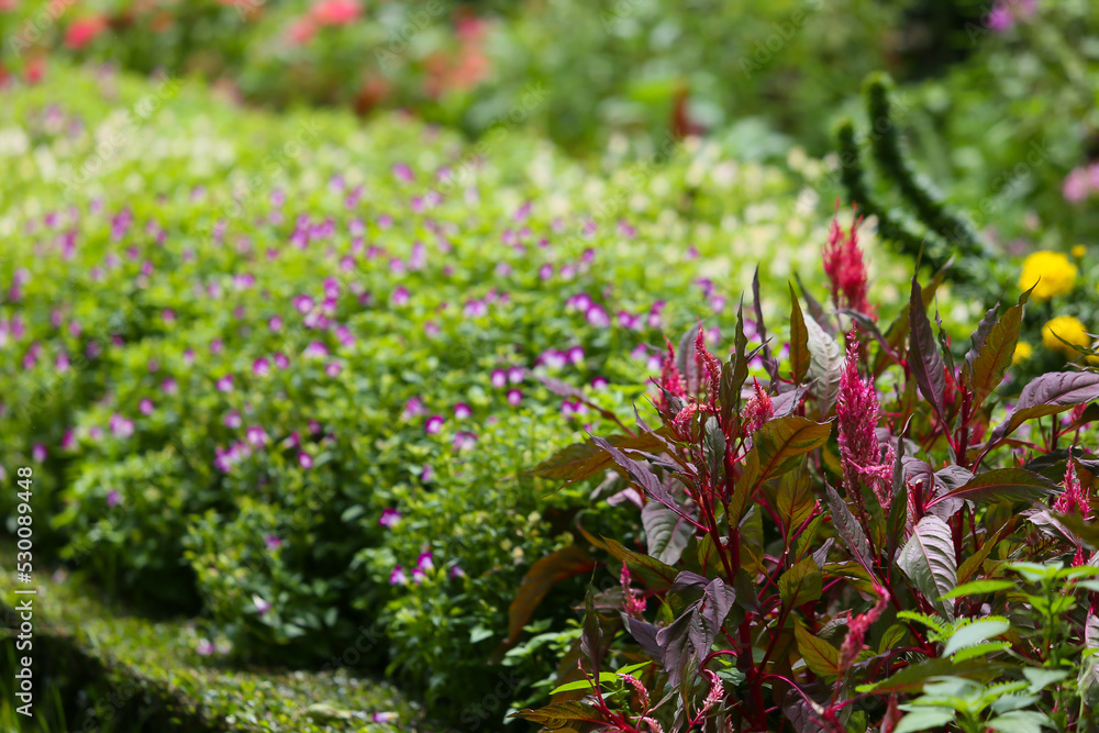 The background of multicolored flowers in a garden of various types of flowers waking up next to each other to create a beautiful group. The background of multicolored flowers in a garden of various types of flowers waking up next to each other to create a beautiful group.