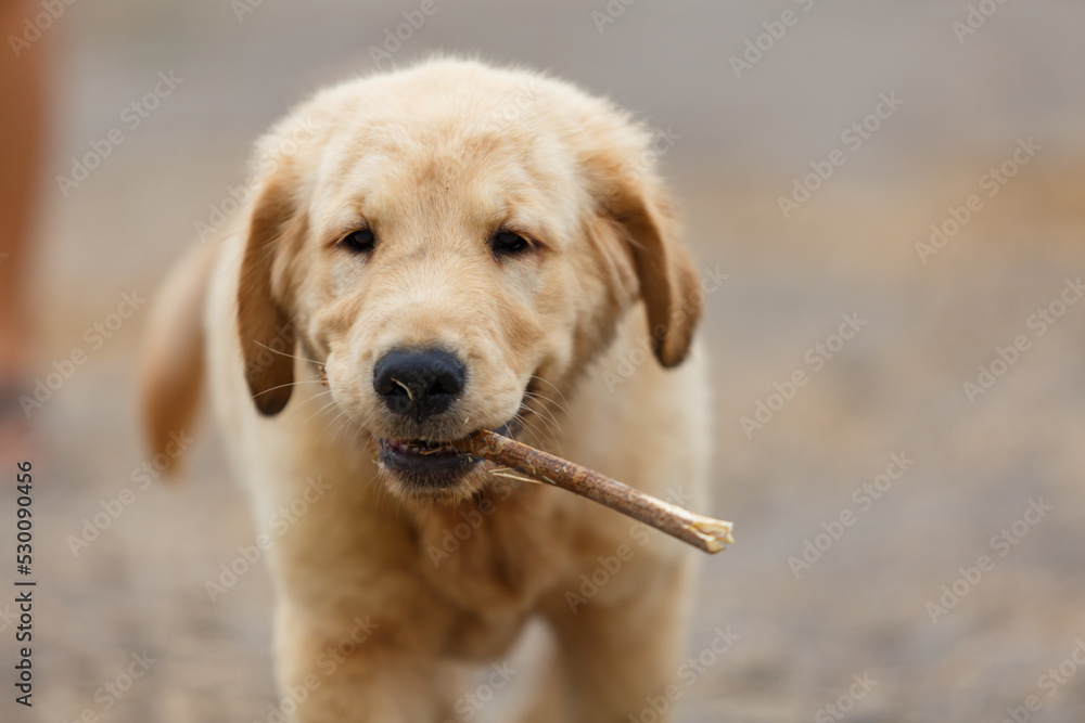 A little puppy golden retriever's catching a rod by mouth A little puppy golden retriever's catching a rod by mouth