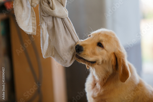 A little golden retrievers biting a towel after take a bath